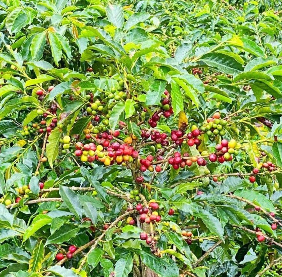 Granja Del Cafe Hotel Y Centro De Convenciones Venecia  Ngoại thất bức ảnh