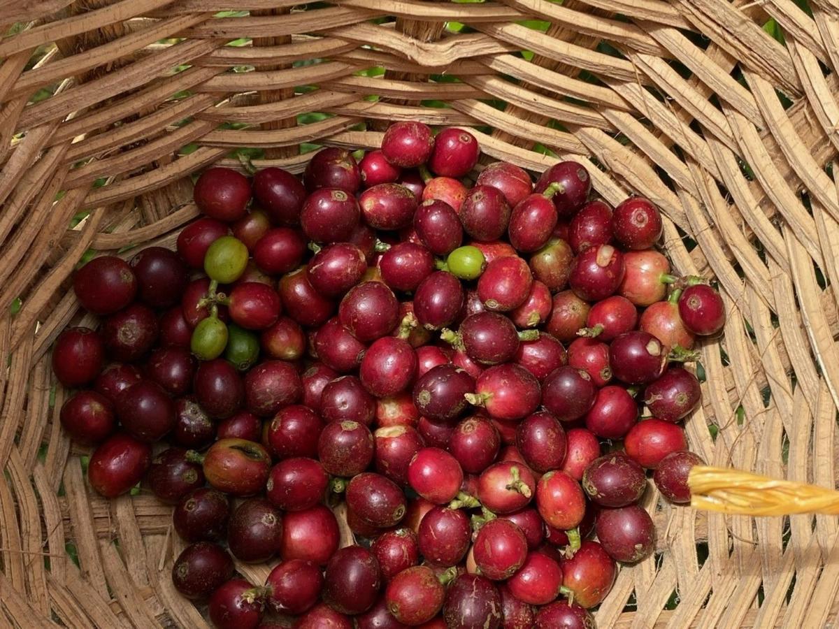 Granja Del Cafe Hotel Y Centro De Convenciones Venecia  Ngoại thất bức ảnh